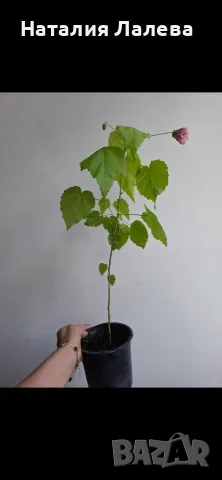 Абутилон, Abutilon Victorian Lady, снимка 5 - Стайни растения - 55610515