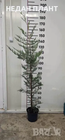 Кипарис Лейланд, снимка 2 - Градински цветя и растения - 55686295