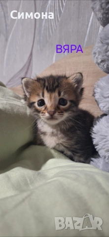 Подаряват се котенца, снимка 6 - Други - 54933946