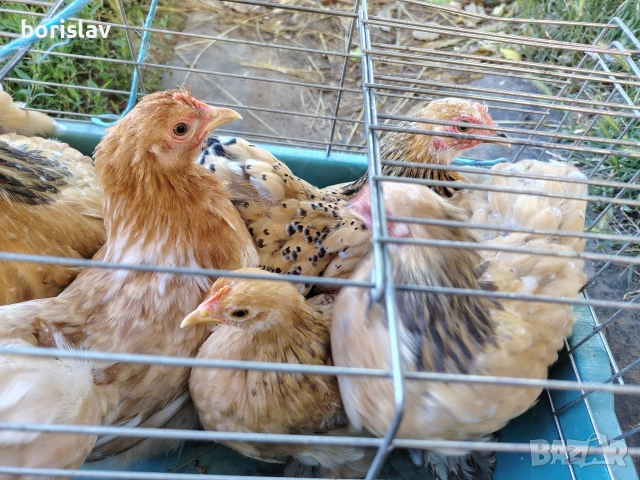 продавам ярки мини кохин
