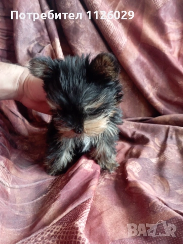Мини йорки - момичета , снимка 5 - Йоркширски териер - 54235703