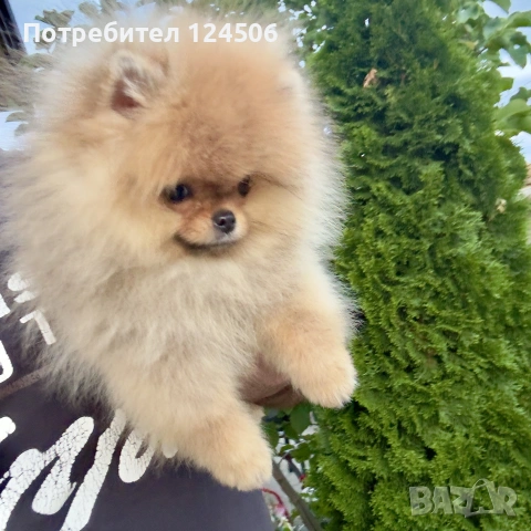 Померан мини померанче, снимка 2 - Померан - 54960163