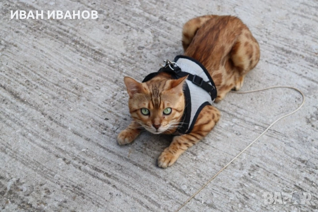 Комплект за котки и кучета с жилетка-стил нагръдник размер М, снимка 6 - За котки - 55167885