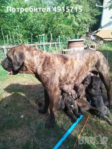 Продавам Преса Канарио, снимка 4 - Търси партньор - 55624242