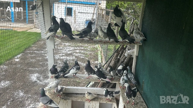 Пазарджишки , снимка 3 - Гълъби - 54593035
