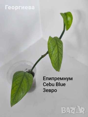 сциндапсус, епипремнум