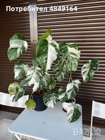 Monstera Albo Variegata (Монстера Албо Вариегата)