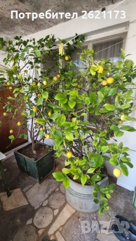Голямо лимоново дърво, снимка 2 - Други - 54333030