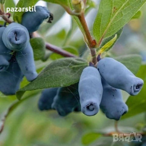 Камчатска боровинка - разсад