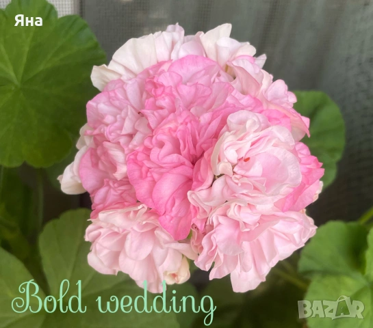 Сортово мушкато “Bold Diamond Wedding”