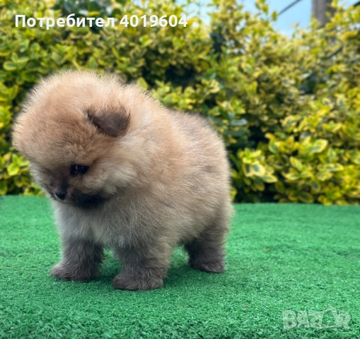 Малки померанчета , снимка 5 - Померан - 54754572