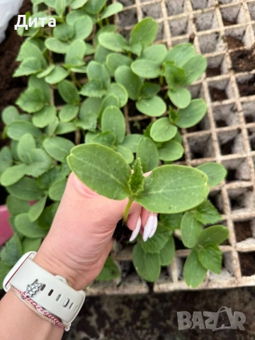 Продавам качествен разсад на корнишони, снимка 3 - Разсади - 54155958