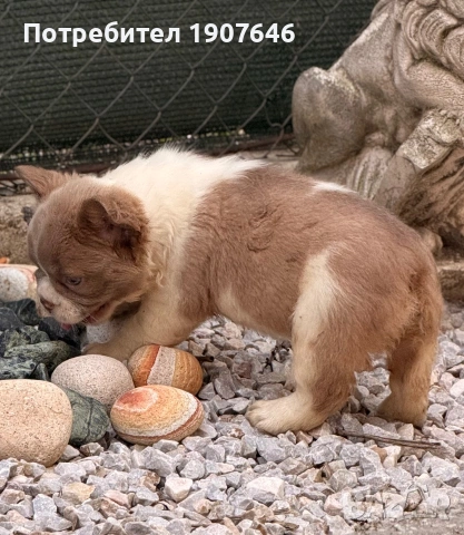 Френски булдог, снимка 3 - Френски булдог - 54525843