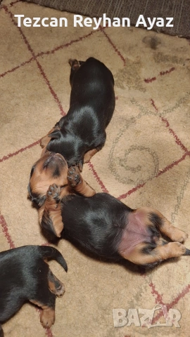 продавам Йорки, снимка 4 - Йоркширски териер - 54205886