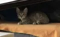Подарявам 4 котета, снимка 1
