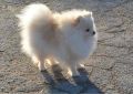 Померански шпиц ,померан ,малък шпиц, снимка 5