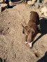 Женски Курцхар на 10 месеца, снимка 1