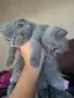 Шотландски котенца , снимка 11