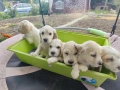 Продават се кокер шпаньоли, снимка 1