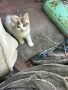 Малки котенца за осиновяване, снимка 4