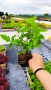 Хортензия метличеста „Полярна мечка“, Hydrangea paniculata 'Polar Bear', снимка 11
