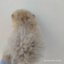 Мини Померани!!!, снимка 7