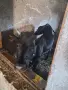 3 женски 1 мъжко породисти, снимка 8
