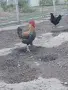 Билефелдер петел , снимка 2