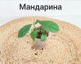Комплект оm 12 Стайни Растения (Вкоренени), снимка 1
