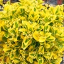 Евонимус Ауреа, Euonymus Japonica Aurea, снимка 3