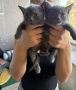 Британски късокосмести котета , снимка 6