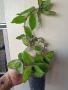 Традесканция, callisia soconuscensis Dragon Tail, снимка 1