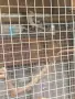 Продавам пойни папагали, снимка 7