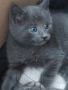 Подарявам котенца, снимка 2