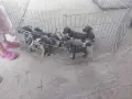 Сини питбулчета с първа ваксина!, снимка 3