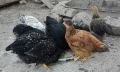 Продавам Домашни ярчици, снимка 3