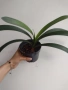 Кливия- оранжева, clivia , снимка 2