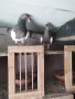 датцки летачи, снимка 6