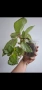 Еписцея, episcia silver sheen, снимка 2