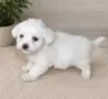 Малтийски болонки!!, снимка 4