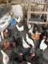Продавам млади кокошки, снимка 1