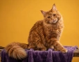 ТЪРСИ СЕ Риж дългокосмест котарак 🐾, снимка 1