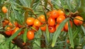 Облепиха (Hippophae), снимка 4