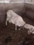 Продавам овца за клане, снимка 4