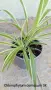 Хлорофитум Chlorophytum comosum , снимка 2