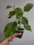 Хибискус, hibiscus apple blossom, снимка 1