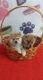 Шиба Ину Shiba inu , снимка 1