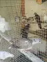 различни видове гугутки , снимка 8