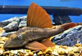 Три големи сома (Pleco), снимка 2