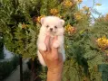 Померани. Мъжки и женски кученца., снимка 10